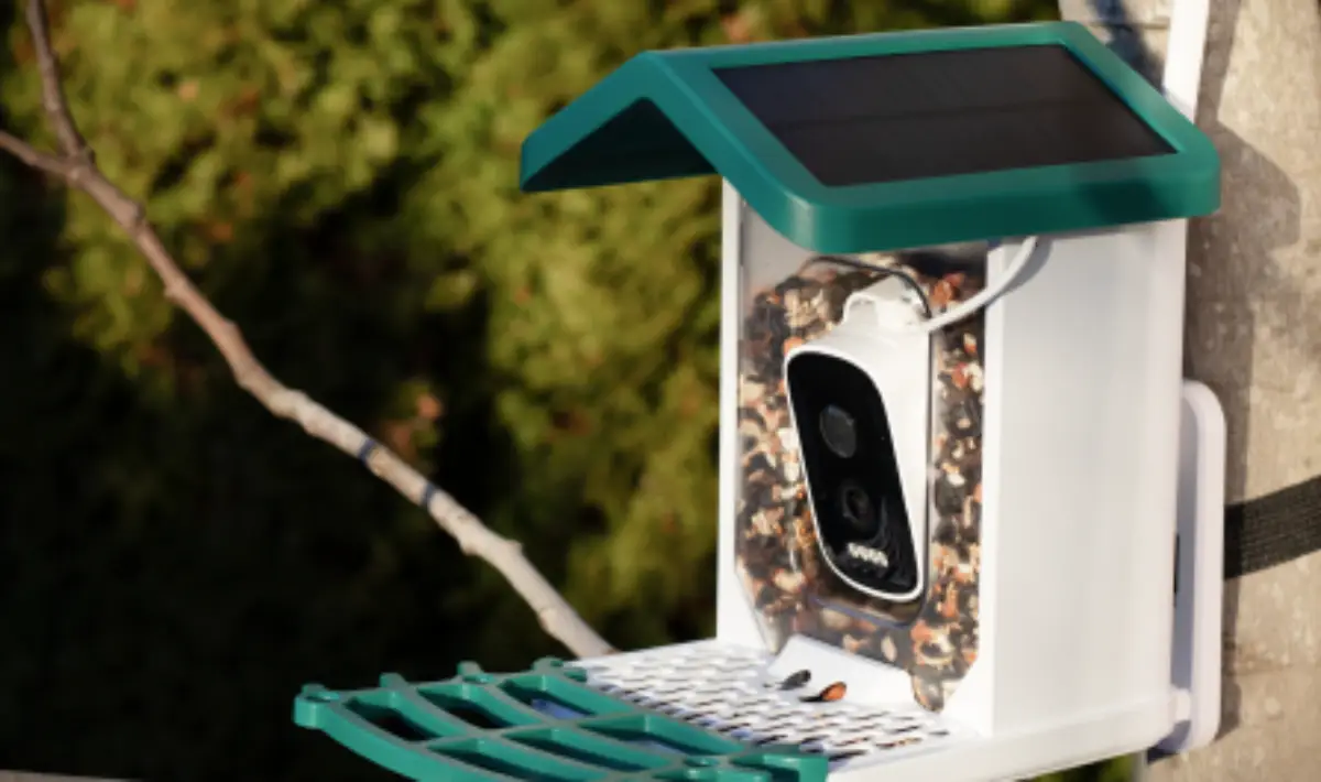 Catch Every Bird in Action—Here’s How to Start!