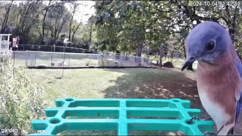 Your Backyard Birds Are Calling—Are You Ready to See Them?